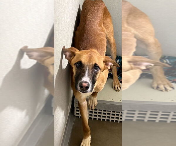 Medium Photo #3 Australian Shepherd-Mountain Cur Mix Puppy For Sale in Pierceton , IN, USA