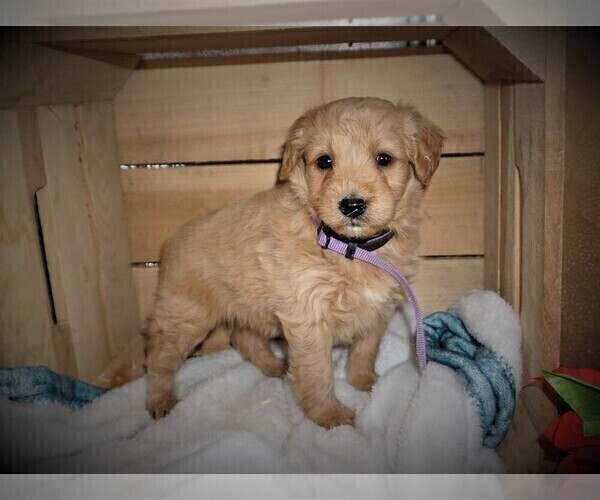 Medium Photo #1 Goldendoodle (Miniature) Puppy For Sale in LUBLIN, WI, USA