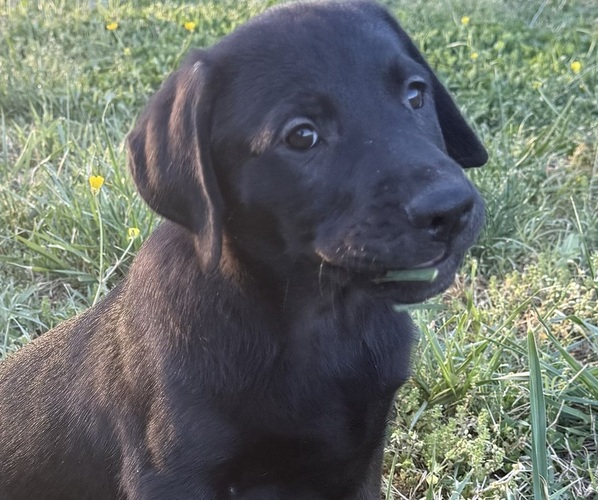 Medium Photo #4 Labrador Retriever Puppy For Sale in SPOTSYLVANIA, VA, USA