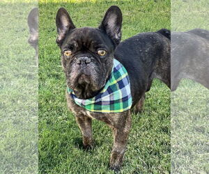 French Bulldog Dogs for adoption in Phoenix, AZ, USA