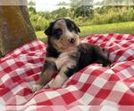 Small #5 Australian Shepherd