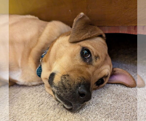 Medium Photo #4 Mutt Puppy For Sale in Cary, NC, USA
