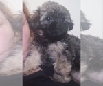 Small Photo #1 Shih Tzu-Shih-Poo Mix Puppy For Sale in CHARLESTON, SC, USA