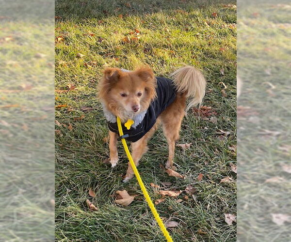 Medium Photo #7 Pomeranian-Unknown Mix Puppy For Sale in Sandy, UT, USA