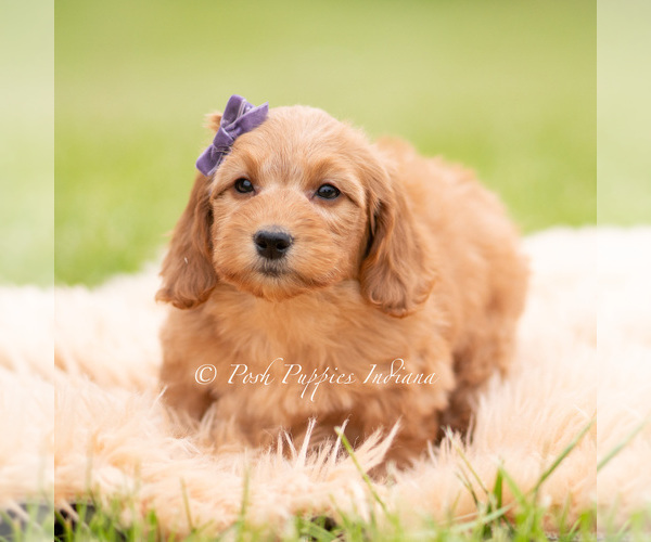 Medium Photo #2 Goldendoodle (Miniature) Puppy For Sale in WARSAW, IN, USA