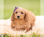 Small #1 Goldendoodle (Miniature)