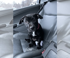 American Bulldog-Labrador Retriever Mix Puppy for sale in AURORA, CO, USA