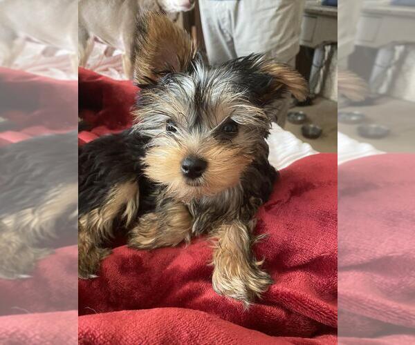 Medium Photo #1 Yorkshire Terrier Puppy For Sale in UPPER FALLS, MD, USA