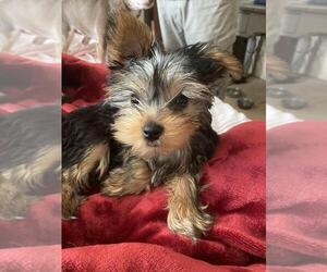 Yorkshire Terrier Puppy for sale in UPPER FALLS, MD, USA