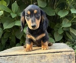 Remington - Male Dachshund Puppy for Sale - Photo #5