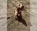 Small #2 Mutt
