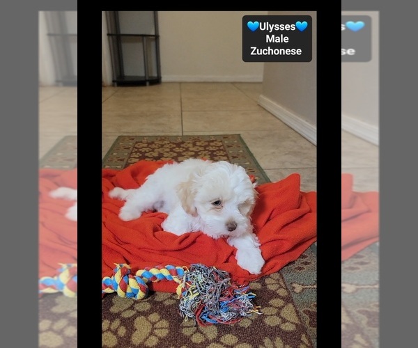 Medium Photo #2 Havanese-Zuchon Mix Puppy For Sale in TUCSON, AZ, USA