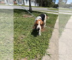 Small Beagle