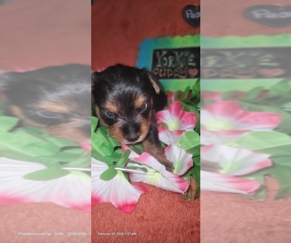 Medium Photo #122 Yorkshire Terrier Puppy For Sale in AKRON, OH, USA
