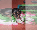 Small Photo #122 Yorkshire Terrier Puppy For Sale in AKRON, OH, USA