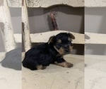 Small Photo #7 Yorkshire Terrier Puppy For Sale in JOHNSTON CITY, IL, USA