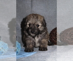 Small Photo #21 Pookimo Puppy For Sale in MEMPHIS, MO, USA