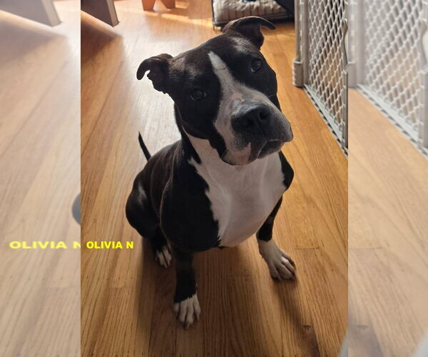 Medium Photo #4 Mutt Puppy For Sale in Woodland Hills, CA, USA