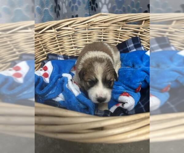 Medium Photo #1 Saint Pyrenees Puppy For Sale in Rosenberg, TX, USA