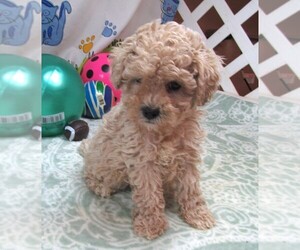 Cavapoo Puppy for sale in RATTAN, OK, USA