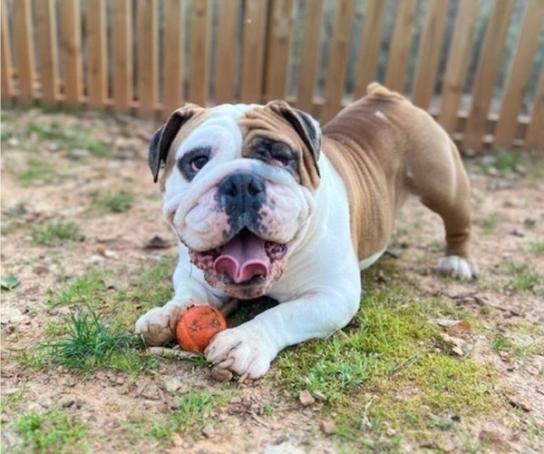 Medium Photo #1 English Bulldog Puppy For Sale in DULUTH, GA, USA