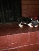Small Photo #5 Chihuahua Puppy For Sale in MEMPHIS, TN, USA