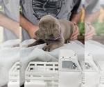 Small Photo #1 Labrador Retriever Puppy For Sale in ELMA, WA, USA