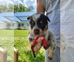Small Australian Cattle Dog