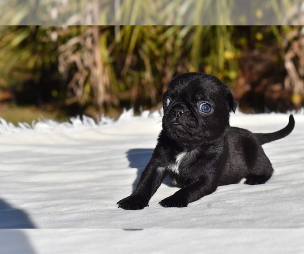Medium Photo #5 Pug Puppy For Sale in PALM COAST, FL, USA