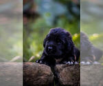 Small Photo #5 Newfoundland Puppy For Sale in MADISON, WI, USA