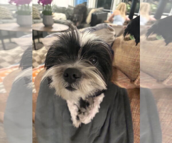 Medium Photo #3 Shih Tzu-Unknown Mix Puppy For Sale in Mount Pleasant, SC, USA