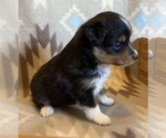 Small #6 Shel-Aussie