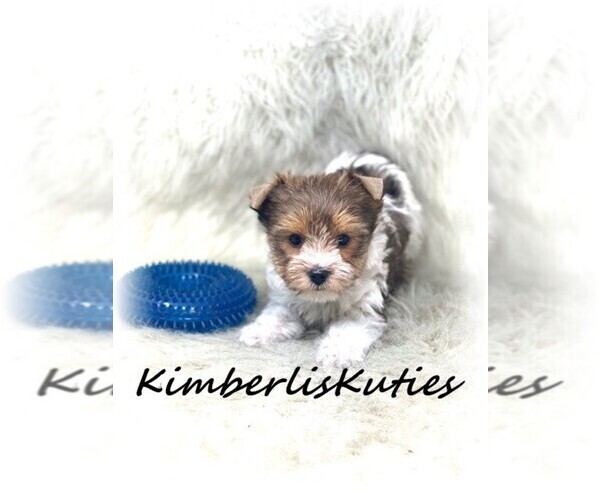 Medium Photo #5 Yorkshire Terrier Puppy For Sale in LIPAN, TX, USA