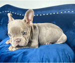 Small Photo #2 French Bulldog Puppy For Sale in FRANKLIN SQUARE, NY, USA