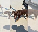 Small Labrador Retriever