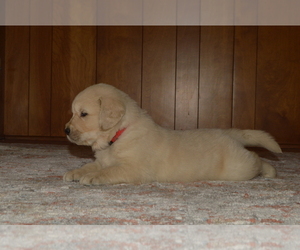 English Cream Golden Retriever Puppy for sale in WESTLAKE VILLAGE, CA, USA