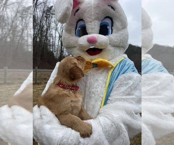 Medium Photo #1 Golden Retriever Puppy For Sale in NEOLA, WV, USA