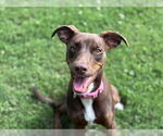 Small Photo #2 German Shepherd Dog-Unknown Mix Puppy For Sale in Tulsa, OK, USA