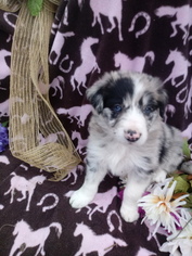 Border Collie Puppy for sale in COATS, NC, USA