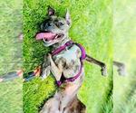 Small #4 Plott Hound Mix