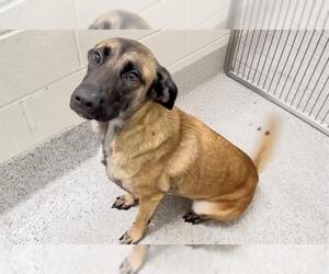 A661448 - Female German Shepherd Dog Dog for Adoption - Photo #3
