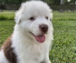 Puppy Puppy 4 Chunk Australian Shepherd