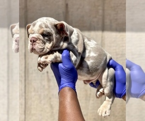 English Bulldog Puppy for sale in DENVER, CO, USA