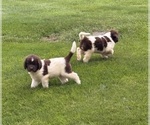 Small #6 Newfoundland