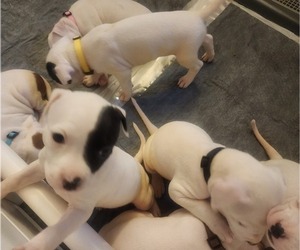 American Pit Bull Terrier Puppy for sale in NEWARK, NJ, USA