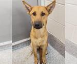 AUTUMN - Female German Shepherd Dog-Unknown Mix Dog for Adoption - Small photo