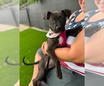 Small #4 American Staffordshire Terrier Mix