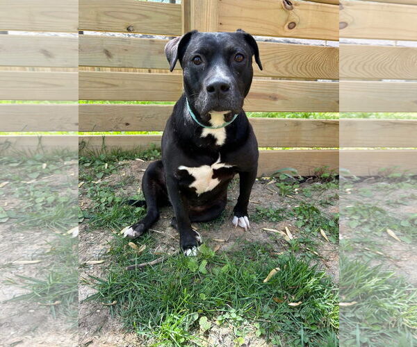 Medium Photo #4 American Pit Bull Terrier-Unknown Mix Puppy For Sale in Germantown, OH, USA