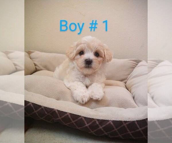 Medium Photo #1 Cockapoo (Toy) Puppy For Sale in PALM COAST, FL, USA