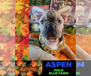 French Bulldog Puppy for sale in HEATHROW, FL, USA